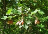 Acer opalus Mill. subsp. granatense (Boiss.) Font Quer & Rothm.