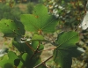 Acer opalus Mill. subsp. granatense (Boiss.) Font Quer & Rothm.