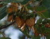 Acer opalus Mill. subsp. granatense (Boiss.) Font Quer & Rothm.