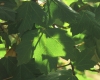 Acer opalus Mill. subsp. granatense (Boiss.) Font Quer & Rothm.