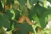 Acer opalus Mill. subsp. granatense (Boiss.) Font Quer & Rothm.