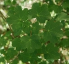 Acer opalus Mill. subsp. granatense (Boiss.) Font Quer & Rothm.