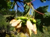 Acer opalus Mill. subsp. granatense (Boiss.) Font Quer & Rothm.