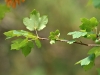 Acer opalus Mill. subsp. granatense (Boiss.) Font Quer & Rothm.