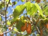 Acer opalus Mill. subsp. opalus Acer opalus Mill. subsp. opalus