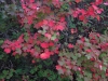Acer opalus s. l.