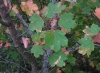 Acer opalus s. l.