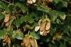 Acer monspessulanum L. Acer monspessulanum L.