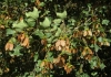Acer monspessulanum L. Acer monspessulanum L.