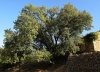 Acer monspessulanum L. Acer monspessulanum L.