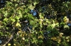 Acer monspessulanum L. Acer monspessulanum L.