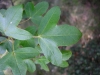 Acer monspessulanum L. Acer monspessulanum L.