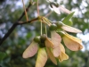 Acer monspessulanum L. Acer monspessulanum L.