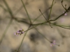 Alisma lanceolatum ? 2/3