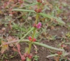 Ammannia coccinea Rottb.