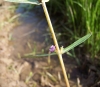Ammannia robusta Heer & Regel