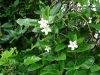 Araujia sericifera Brot.