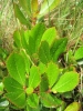 Arbutus unedo