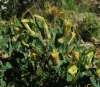 Aristolochia pistolochia L.