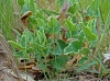 Aristolochia pistolochia L.