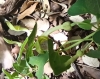 Aristolochia pistolochia L.