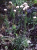Armeria fontqueri
