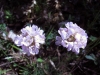 Armeria fontqueri