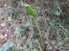 Arum italicum ? 2/2