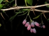 Berberis vulgaris L. subsp. seroi O.Bols & Vigo