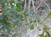 Berberis vulgaris L. subsp. seroi O.Bols & Vigo