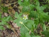 Bryonia dioica Jacq.