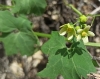 Bryonia dioica Jacq.