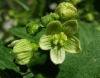 Bryonia dioica Jacq.