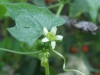 Bryonia dioica Jacq.