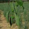 Celtis australis L.