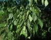 Celtis australis L.