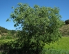 Celtis australis L.