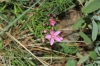 Centaurium sp. Centaurium sp.