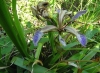 Chamaeiris foetidissima (L.) Medik.