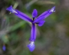 Chamaeiris reichenbachiana ?