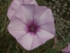 Convolvulus althaeoides L.