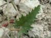 Convolvulus althaeoides L.