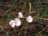 Convolvulus arvensis L. Convolvulus arvensis L.