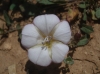 Convolvulus arvensis L. Convolvulus arvensis L.