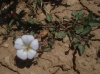 Convolvulus arvensis L. Convolvulus arvensis L.