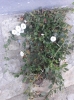 Convolvulus arvensis L. Convolvulus arvensis L.