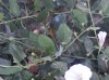 Convolvulus arvensis L. Convolvulus arvensis L.