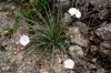 Convolvulus lanuginosus Desr.