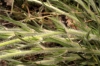 Convolvulus lanuginosus Desr.