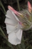 Convolvulus lanuginosus Desr.